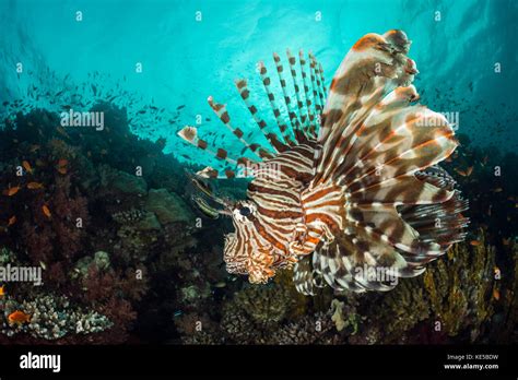 Common Lionfish Pterois Miles Fury Shoal Red Sea Egypt Stock Photo