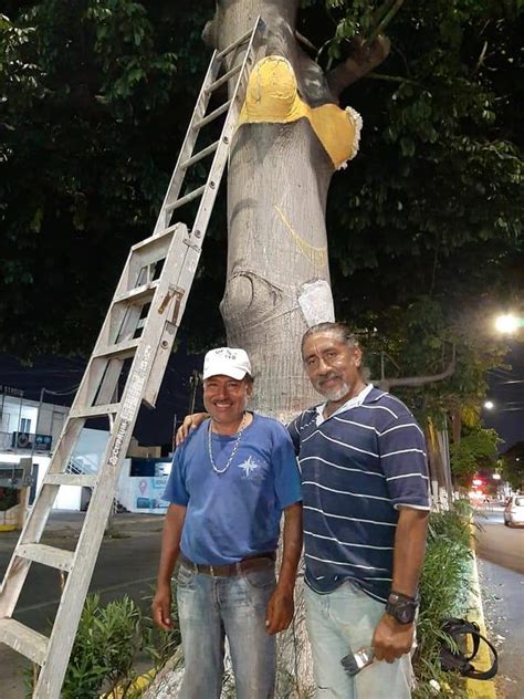 Surge segundo Árbol del bikini en Veracruz Meganoticias