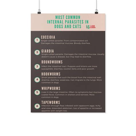 Most common internal parasites in dogs and cats Poster – I love Veterinary