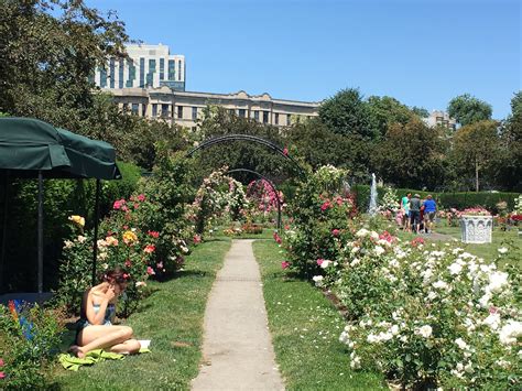 kelleher rose garden 9