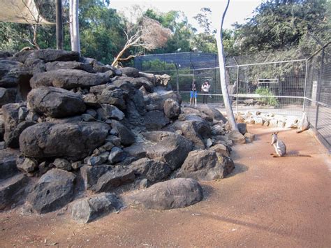 Yellow Footed Rock Wallaby Enclosure Zoochat