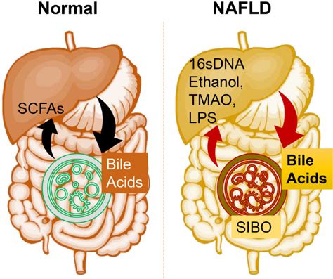 Gut Microbial Homeostatic Balance Is Maintained Under Normal