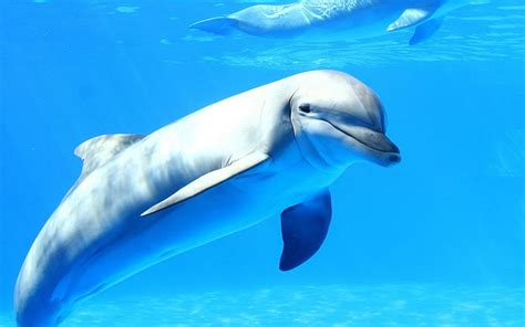 HD wallpaper: underwater, Best Diving Sites, Dolphin | Wallpaper Flare