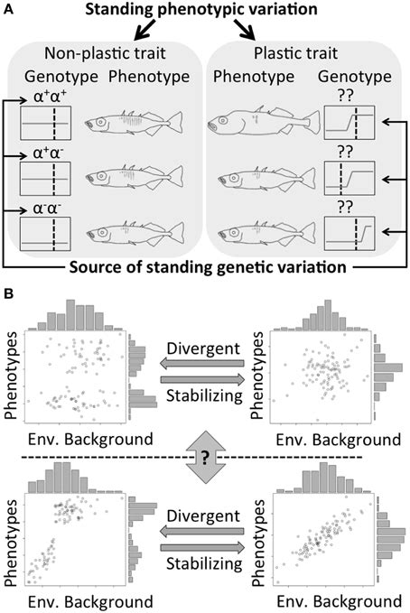 A Different Types Of Standing Phenotypic Variation Different Alleles