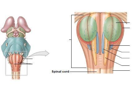 The Medulla Oblongata Diagram | Quizlet