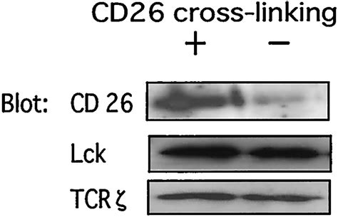 CD26-mediated signaling for T cell activation occurs in lipid rafts ...