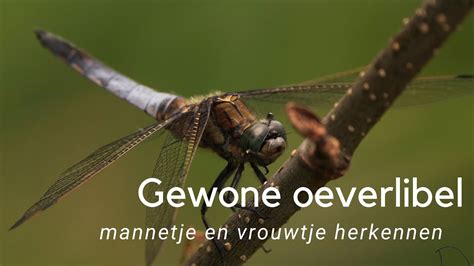 Herken Het Mannetje En Vrouwtje Van De Gewone Oeverlibel 997 YouTube