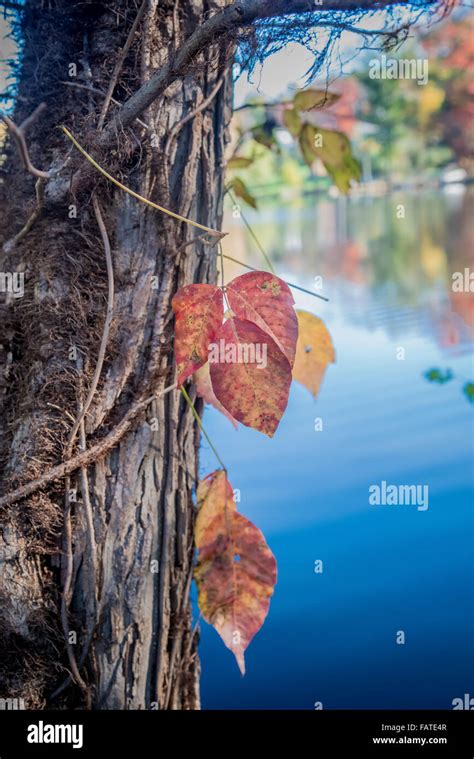 poison ivy  autumn stock photo alamy