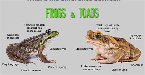 beda katak  kodok  berita