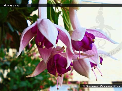 Arneta - FuchsiaFinder