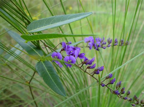 Free picture: purple, native, creeper, plant