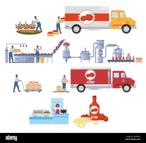 Tomato Ketchup Production Vector Infographic Harvesting Tomato Sauce