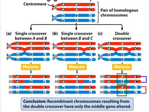 Topic 6 Linkage Recombination And Gene Mapping PART 3 Flashcards