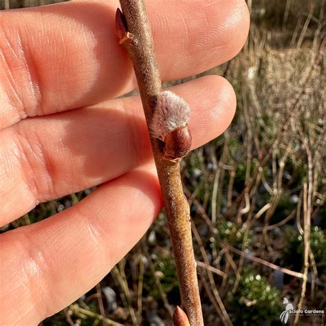 Salix Discolor Pussy Willow Scioto Gardens Nursery