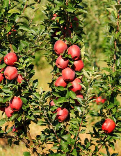 Описание сорта яблони Сенатор