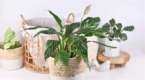 28 Beautiful Indoor Variegated Plants With Patterns