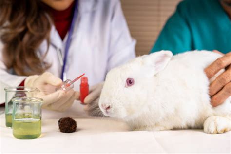620 Laboratory Rabbit Photos Stock Photos Pictures And Royalty Free