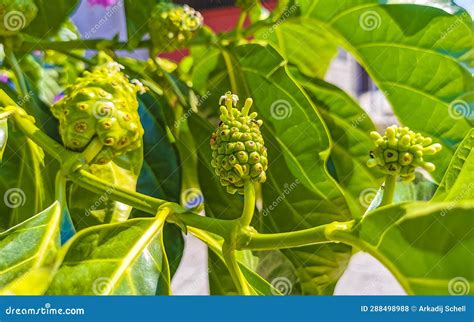 Noni Fruit Morinda Citrifolia With Flowers Popular With Ants Mexico