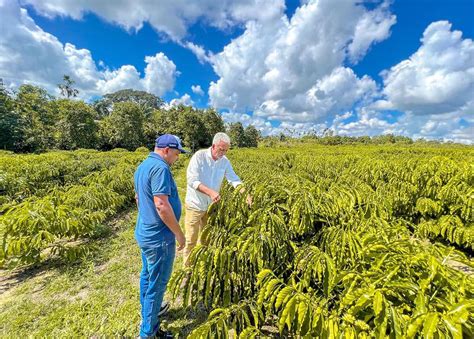 Cafeicultores Colhem Safra E S O Capacitados Ap S Prefeitura Distribuir