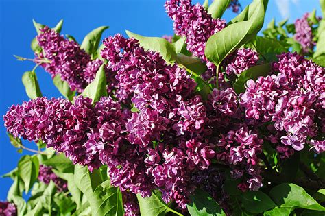 Сирень обыкновенная Чарльз Джоли (Charles Joly) (Syringa vulgaris ...