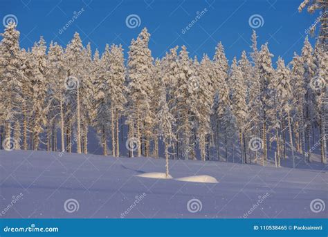 Rvores Congeladas Inverno Em Lapland Su Cia Imagem De Stock Imagem