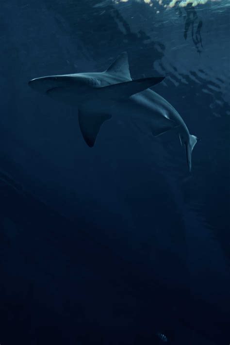 Shark Wallpaper Iphone Kolpaper Awesome Free Hd Wallpapers