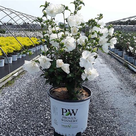 White Chiffon® Rose of Sharon - Grown By Overdevest