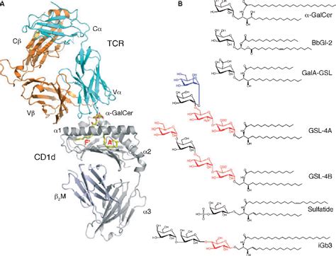 Figure 1 From Kronenberg Carbohydrate Specificity Of The Recognition Of