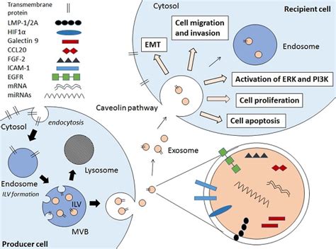 Pathogenic Role Of Exosomes In Epstein Barr Virus Ebv Associated Cancers