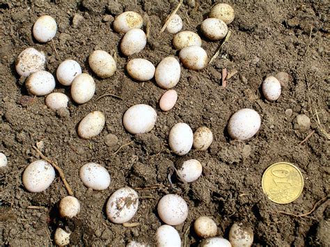 Змеиные Яйца Фото — Картинки фотографии