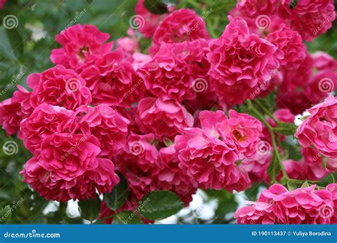 Piccole Rose Rosa Brillante Fioriscono Su Una Recinzione Da Giardino D ...