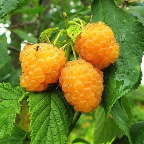 Малина Альт Голд: описание сорта, особенности и выращивание, сроки ...