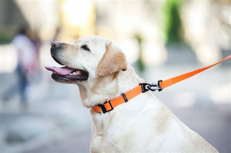 Collar Evolutor Нашийник для собак, помаранчевий купити в Києві ...