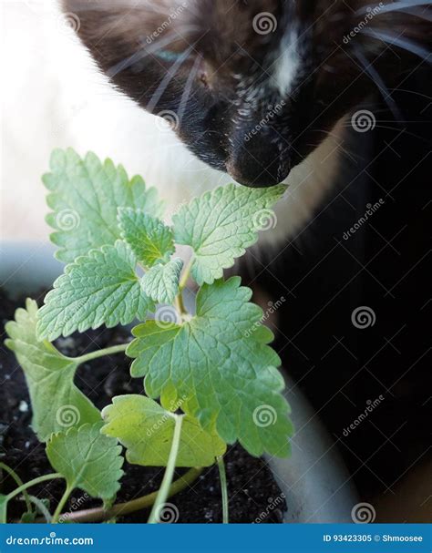 Catnip Plant with Cat stock image. Image of garden, leaves - 93423305