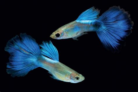 care guide  guppy fish   age fishionet