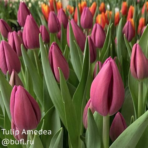 Tulip Amedea авторское фото BUFL.RU | Тюльпаны