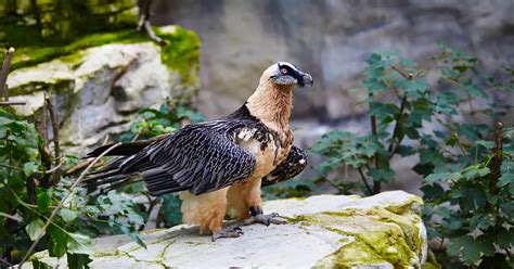 Birds That Fly Very High: Records & Adaptations