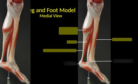 BSC 2085L Exercise 16 Leg And Foot Model Medial View Diagram Quizlet