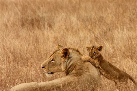 How Females Are the Core of the Lion Pride | Proud African Safaris