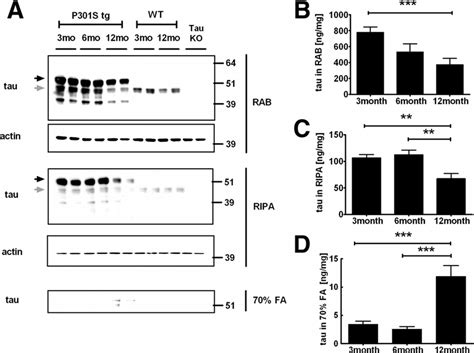 Hippocampal Soluble And Insoluble Tau Levels In P301S Tg Mice A The