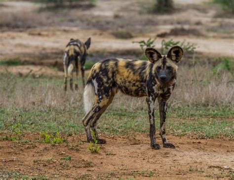 Wild Dog Facts - Hluhluwe Game Reserve