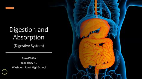 Digestion And Absorption Digestive System Youtube