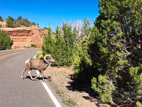 Colorado National Monument - Hiking - Grey Otter OUTventures®