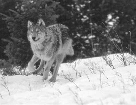 Large Carnivore Wyoming Game And Fish Department