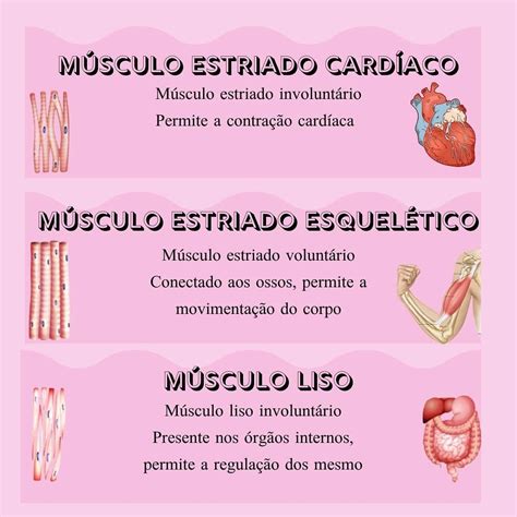 Sistema Muscular Anatomia Orgaos Como Estudar Anatomia Faculdade De