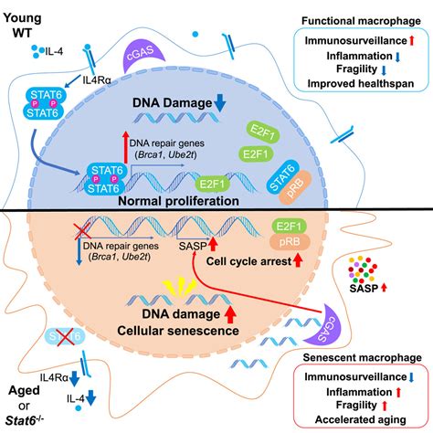 Type 2 Cytokine Signaling In Macrophages Protects From Cellular