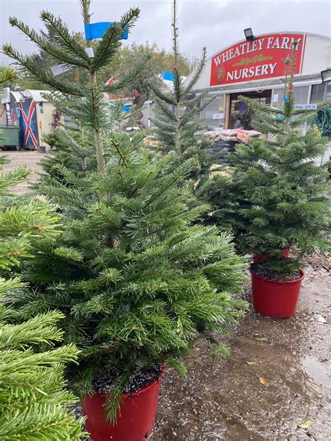 Potted Christmas Tree Wheatley Farm Garden Centre