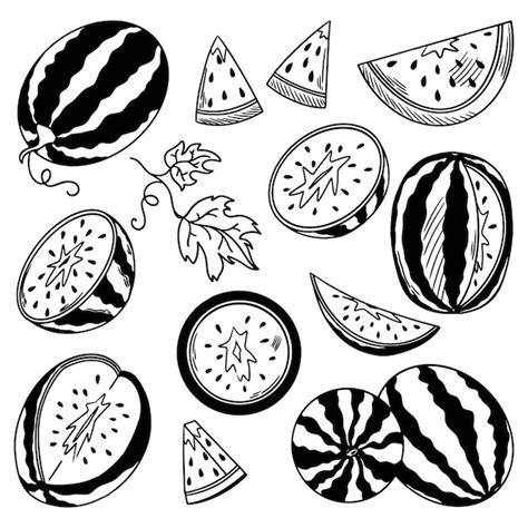 Vector Sketch Of Watermelon Set Of Sliced Watermelon Whole Fruit Cut In Half Rind And Seeds