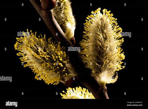 Flowering Pussy Willow Shoots Against A Black Background Stock Photo Alamy