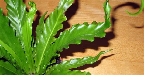 Асплениум: как содержать растение асплениум, виды с фото